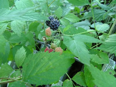 Black Raspberry