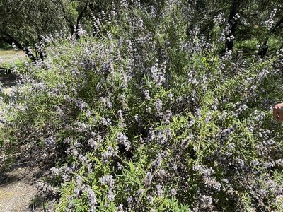 Black Sage