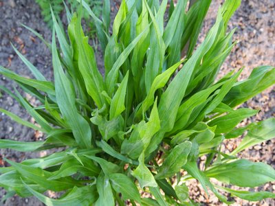 Black Salsify