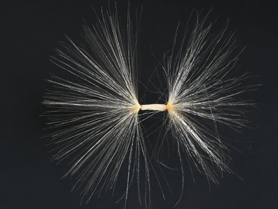 Black Seed