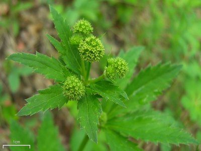 Black Snakeroot