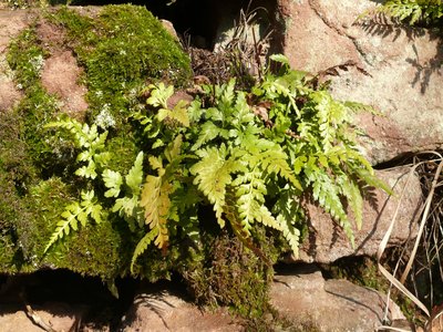 Black Spleenwort