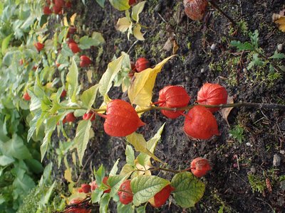 Bladder Cherry
