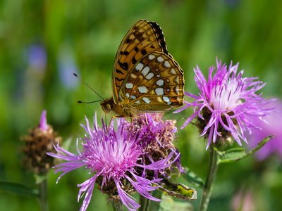 Blessed Thistle