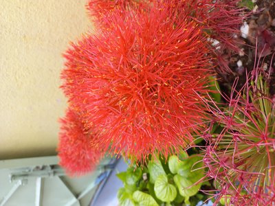 Blood Lily