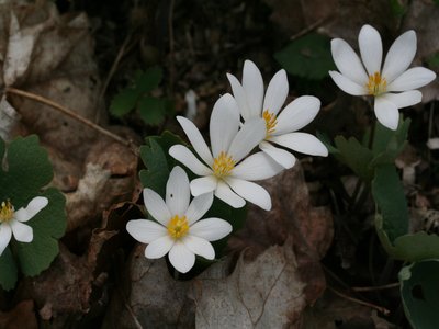 Bloodroot