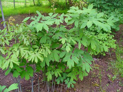 Blue Cohosh