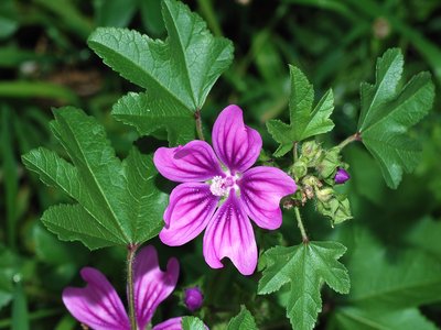 Blue Mallow