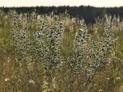 Blueweed