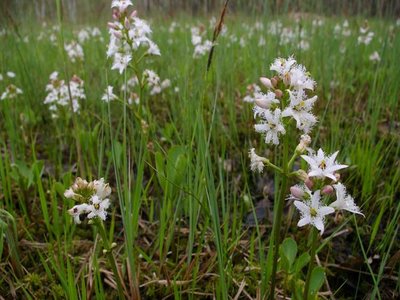 Bog Bean