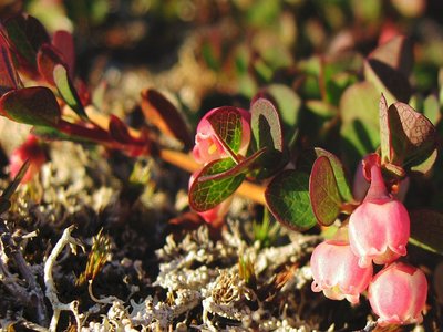 Bog Bilberry