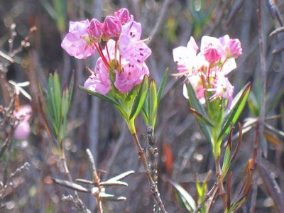 Bog Laurel