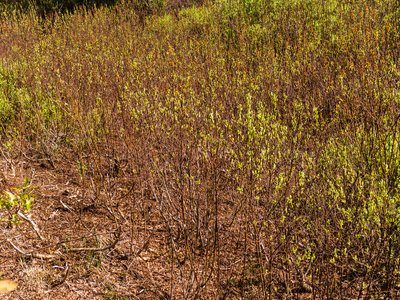 Bog Myrtle