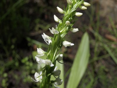 Bog Orchid