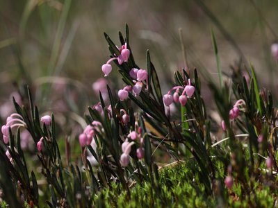 Bog Rosemary