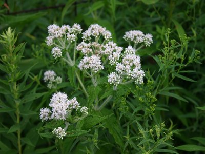 Boneset