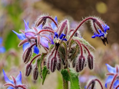Borage