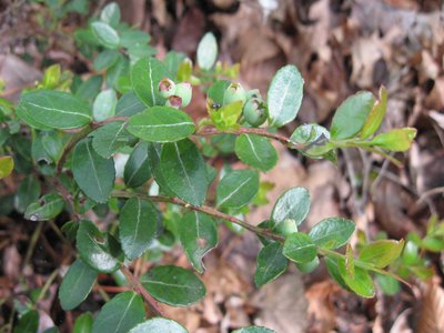 Box Huckleberry
