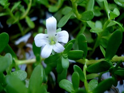 Brahmi