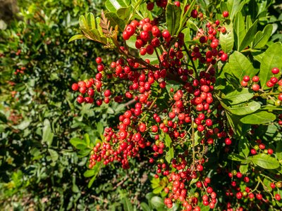 Brazilian Peppertree