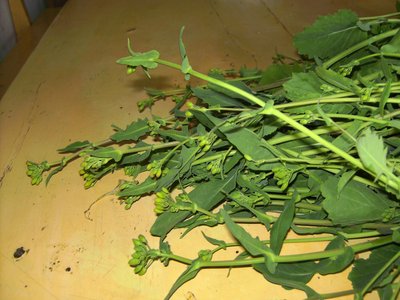Broccoli Raab