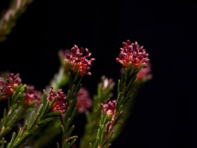 Broom Crowberry