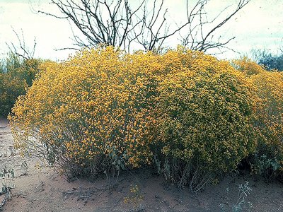 Broom Snakeweed