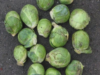 Brussels Sprouts
