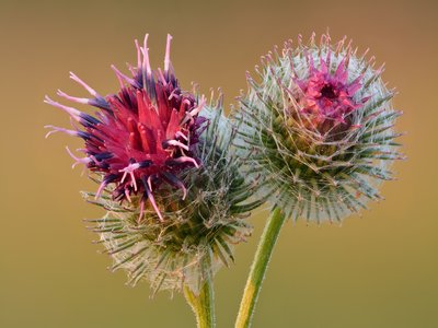 Burdock