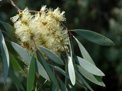Cajeput