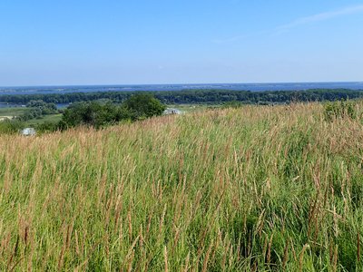 Calamagrostis