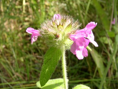 Calamint