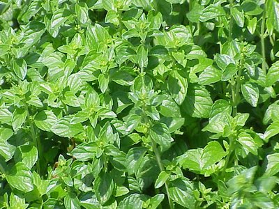 Calamintha
