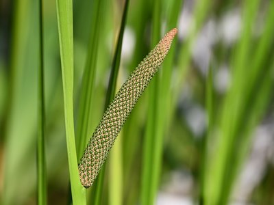 Calamus Aromaticus