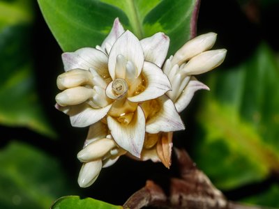 Calathea