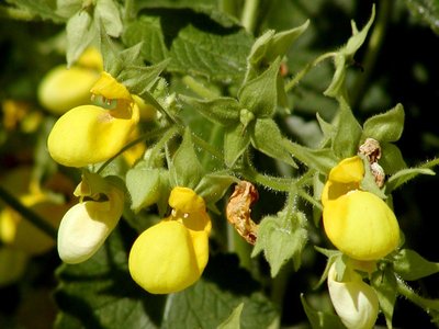 Calceolaria