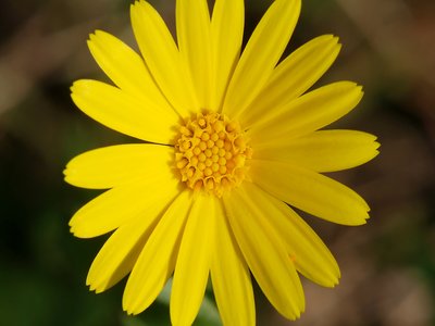 Calendula Arvensis