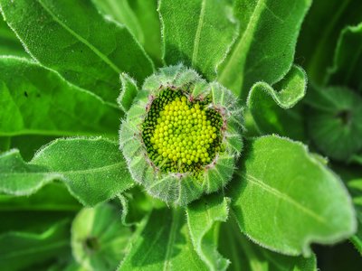 Calendula officinalis