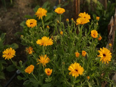 Calendula