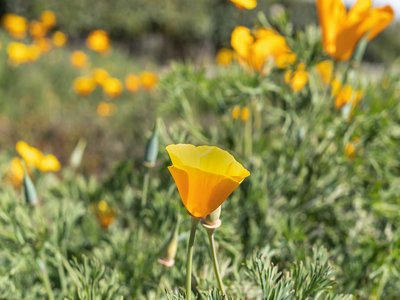 Californian Poppy