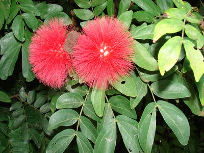 Calliandra