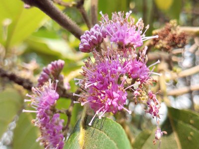 Callicarpa