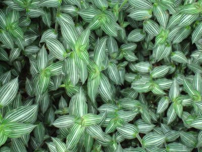 Callisia