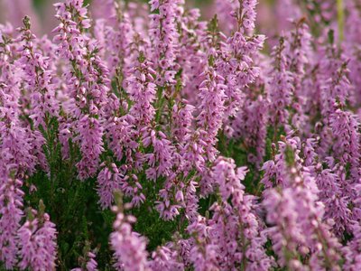 Calluna