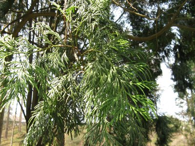 Calocedrus