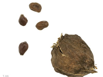 Calycanthus