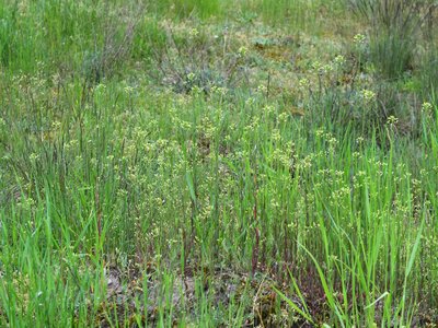 Camelina