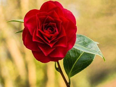 Camellia