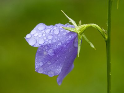 Campanula
