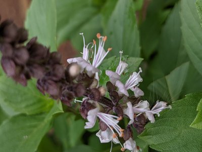 Camphor Basil
